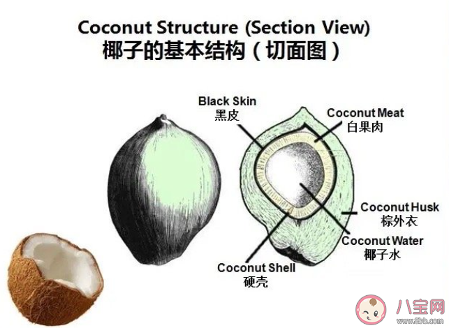 椰子水價格暴漲4000%是怎么回事 如何區分椰子汁與椰子水