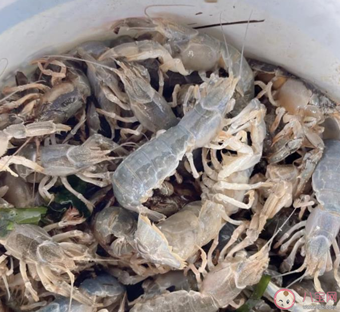 煙臺海邊現大量螻蛄蝦 螻蛄蝦好吃嗎