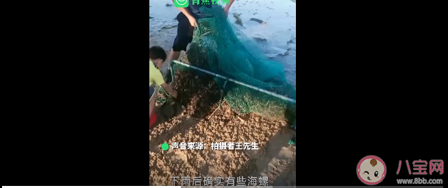 煙臺海邊現大量螻蛄蝦 螻蛄蝦好吃嗎