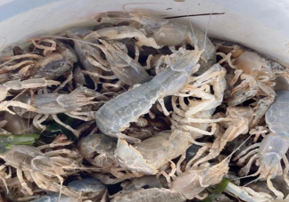 煙臺海邊現(xiàn)大量螻蛄蝦 螻蛄蝦好吃嗎