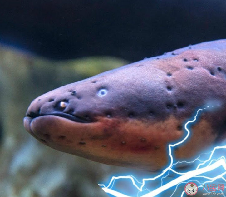 電鰻如何在水中導(dǎo)航和定位獵物 神奇海洋9月1日答案