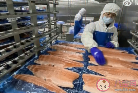 新疆三文魚喜獲豐收 三文魚可以怎么吃