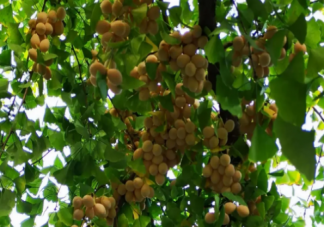 銀杏果中含有很多藥用成分可以食療滋補嗎 銀杏果有哪些食用方法