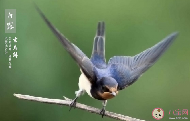 白露時節玄鳥歸玄鳥是哪種鳥 螞蟻莊園9月8日答案