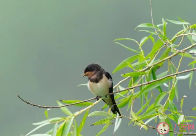 白露時(shí)節(jié)玄鳥(niǎo)歸猜猜玄鳥(niǎo)是哪種鳥(niǎo) 螞蟻莊園9月8日答案最新