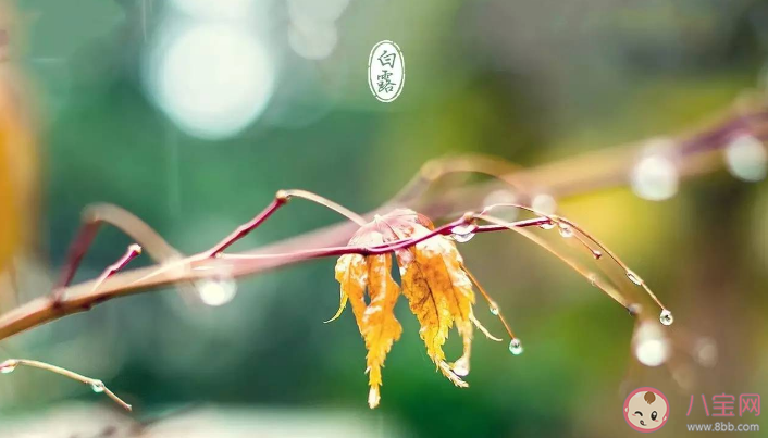 白露時節哪種植物開始收獲 螞蟻莊園9月8日正確答案