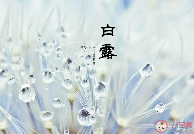 白露時節哪種植物開始收獲 螞蟻莊園9月8日正確答案