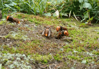 被馬蜂蜇傷怎么處理 遇到馬蜂怎么辦