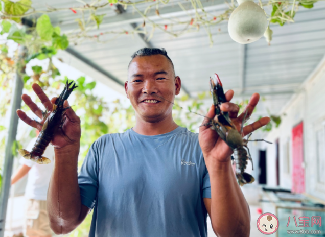 新疆沙漠里澳洲龍蝦豐收啦 澳洲龍蝦為什么受歡迎