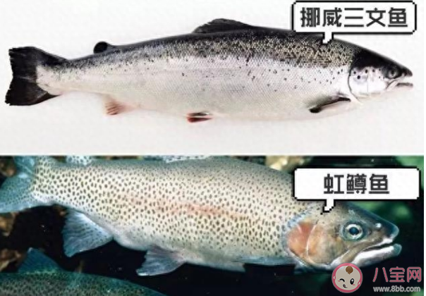 新疆三文魚能生吃嗎 新疆三文魚口感怎么樣
