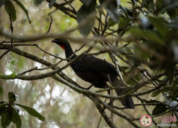 火爆全球的鳥屎咖啡真那么香嗎 鳥屎咖啡獨特之處是什么
