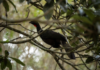 火爆全球的鳥屎咖啡真那么香嗎 鳥屎咖啡獨(dú)特之處是什么