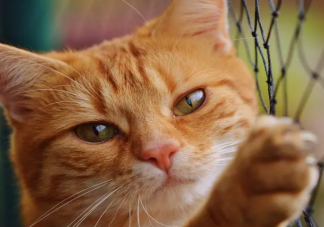 貓毛進人眼睛了該怎么辦 如何防止貓毛入眼