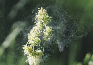 全國花粉過敏指數(shù)地圖 秋季如何預(yù)防花粉過敏