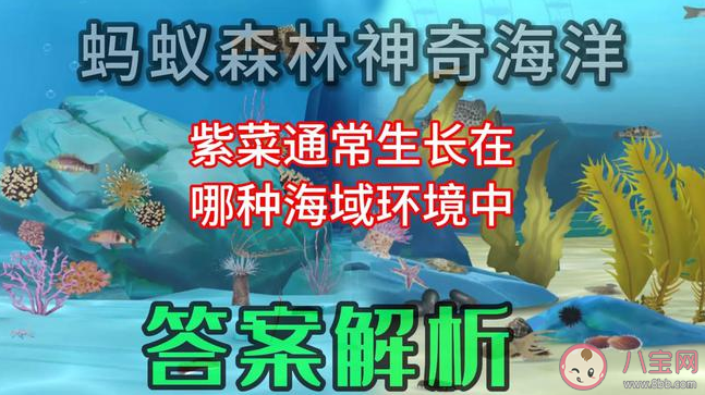 螞蟻新村紫菜通常生長在哪種海域環境中 9月15日答案