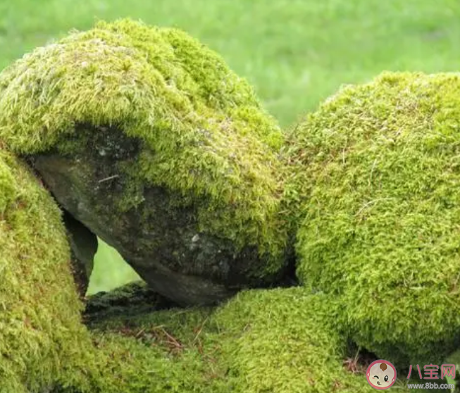 海洋中的苔蘚屬于藻類嗎 神奇海洋9月16日答案 海洋中的苔蘚屬于藻類嗎 神奇海洋9月16日答案