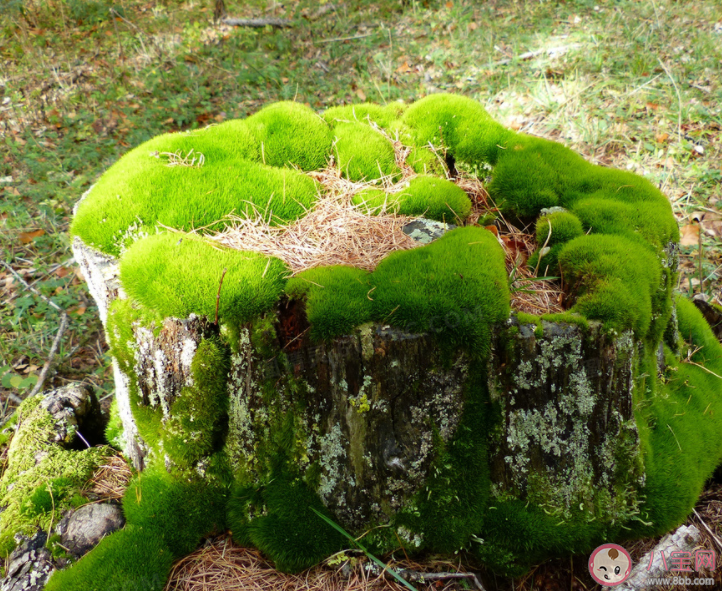 海洋中的苔蘚屬于藻類嗎 神奇海洋9月16日答案 海洋中的苔蘚屬于藻類嗎 神奇海洋9月16日答案