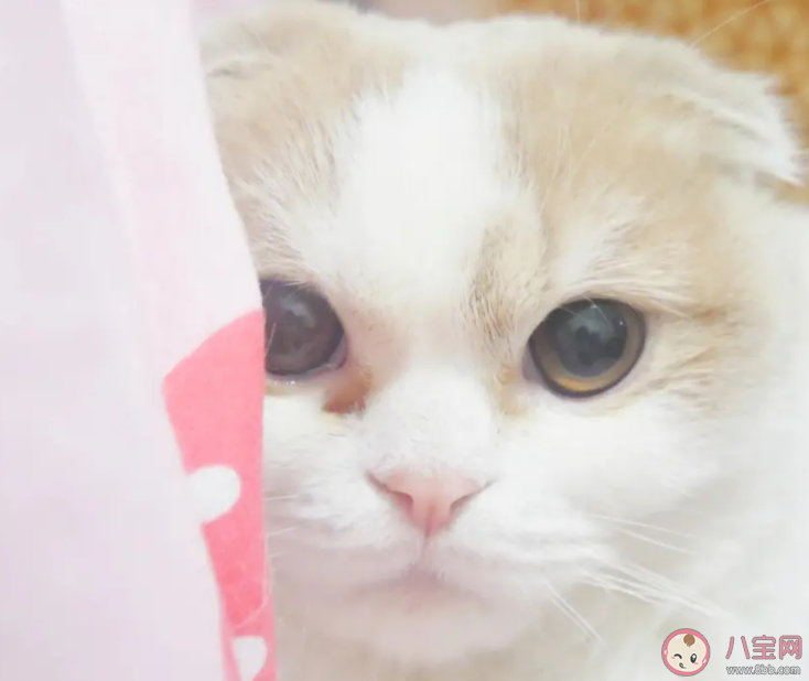 南宋哪位詩人愛養(yǎng)貓還曾為貓咪寫詩 螞蟻莊園9月17日答案介紹 南宋哪位詩人愛養(yǎng)貓還曾為貓咪寫詩 螞蟻莊園9月17日答案介紹