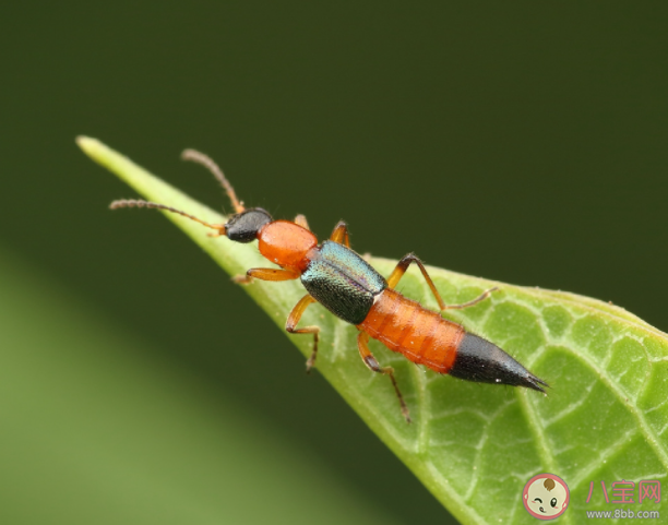 女子捏死隱翅蟲手臂被腐蝕7天還沒好 遇到隱翅蟲怎么處理