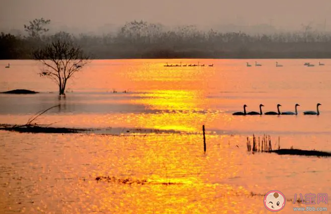 成語不敢越雷池一步中的雷池真的存在嗎 螞蟻莊園9月19日答案 成語不敢越雷池一步中的雷池真的存在嗎 螞蟻莊園9月19日答案