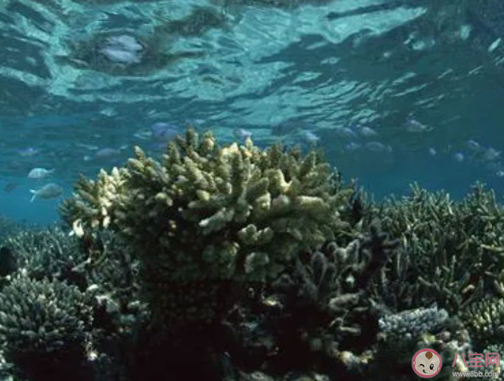 在海洋生態恢復中哪種方法被用來提高珊瑚礁的恢復速度 神奇海洋9月18日答案 在海洋生態恢復中哪種方法被用來提高珊瑚礁的恢復速度 神奇海洋9月18日答案