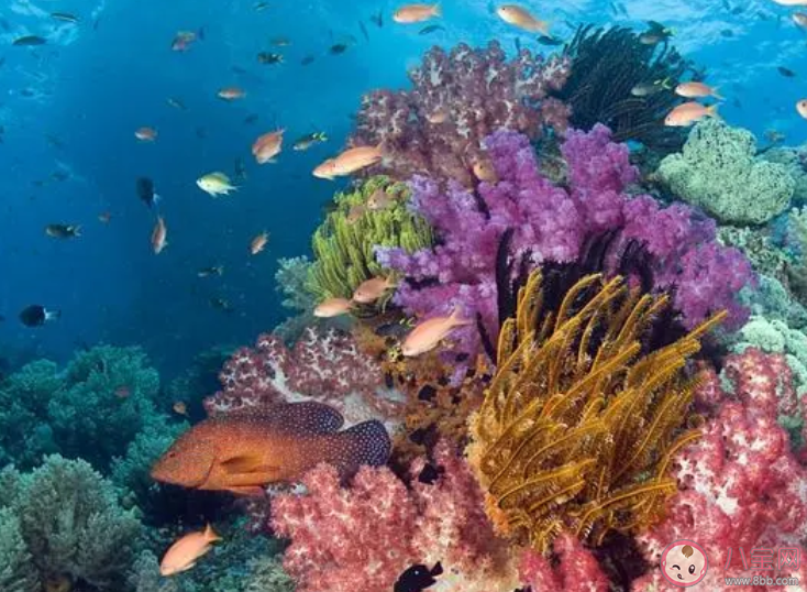 在海洋生態恢復中哪種方法被用來提高珊瑚礁的恢復速度 神奇海洋9月18日答案 在海洋生態恢復中哪種方法被用來提高珊瑚礁的恢復速度 神奇海洋9月18日答案