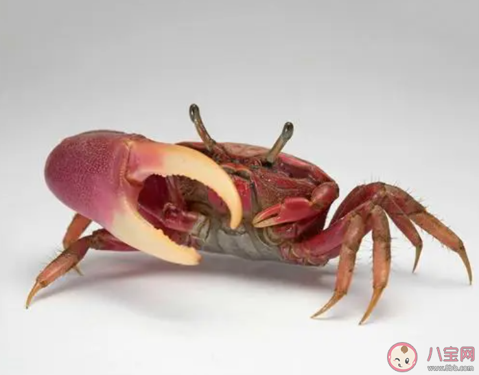 螃蟹的行為是否與潮汐有關 神奇海洋9月19日答案