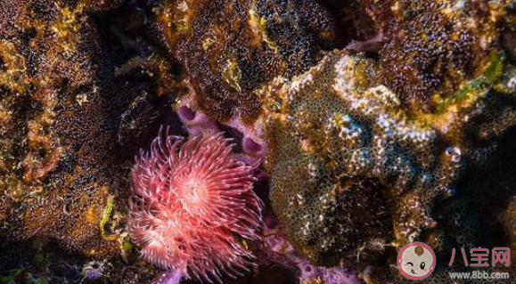 海兔是什么種類的海洋生物 神奇海洋9月20日答案 海兔是什么種類的海洋生物 神奇海洋9月20日答案