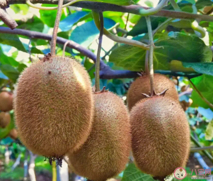 未成熟的獼猴桃怎么存放能更快成熟 螞蟻莊園9月21日答案介紹 未成熟的獼猴桃怎么存放能更快成熟 螞蟻莊園9月21日答案介紹