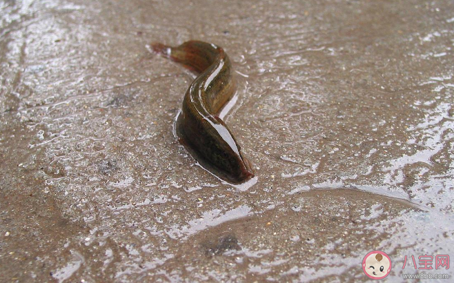 用活泥鰍釣魚為何會判刑 用泥鰍釣魚有什么危害 用活泥鰍釣魚為何會判刑 用泥鰍釣魚有什么危害