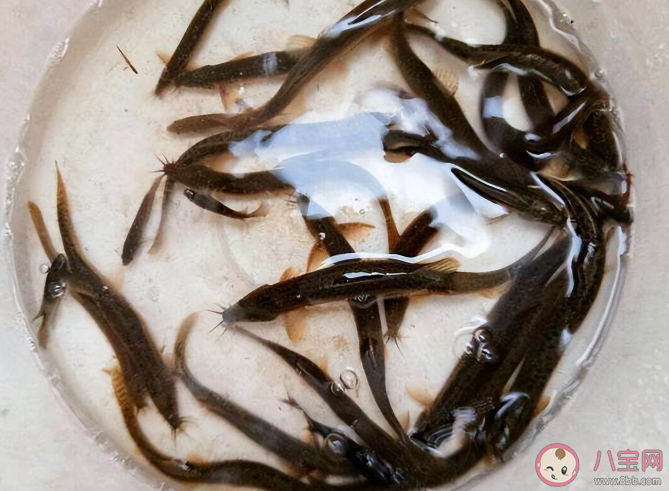 用活泥鰍釣魚為何會判刑 用泥鰍釣魚有什么危害 用活泥鰍釣魚為何會判刑 用泥鰍釣魚有什么危害