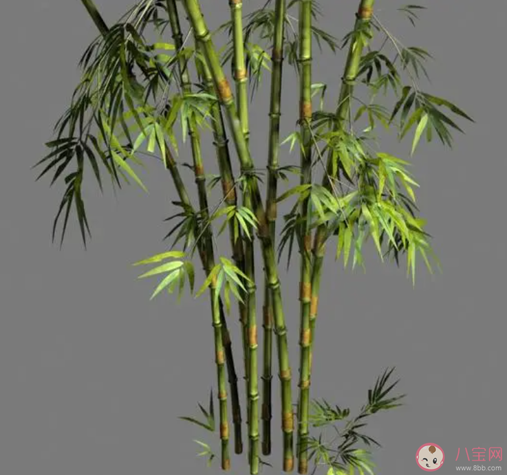 鄭板橋名句咬定青山不放松立根原在破巖中描寫的是哪種植物 螞蟻莊園9月22日答案