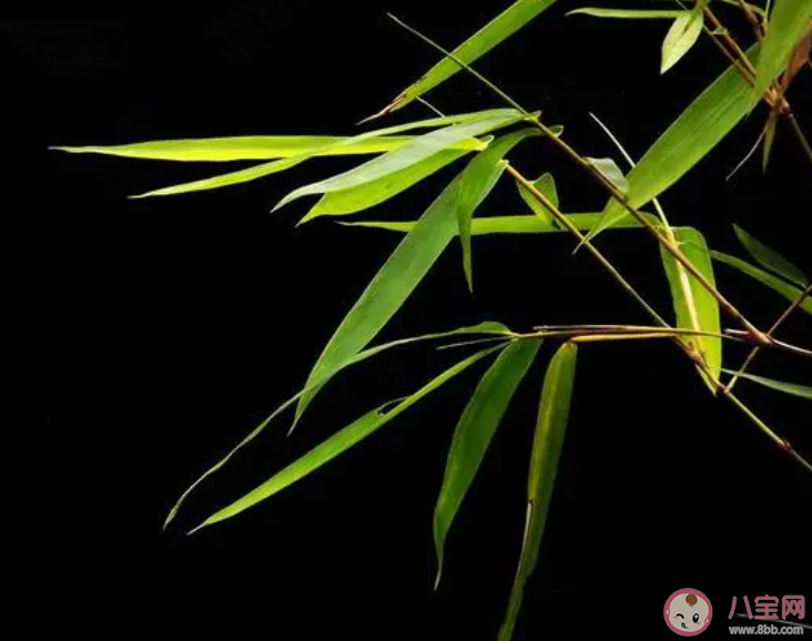 鄭板橋名句咬定青山不放松立根原在破巖中描寫的是哪種植物 螞蟻莊園9月22日答案