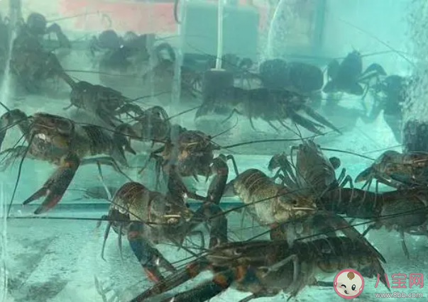 新疆沒有海為什么能養海鮮 海鮮陸養是什么意思
