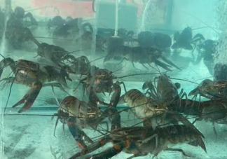 新疆沒有海為什么能養海鮮 海鮮陸養是什么意思