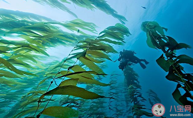 世界上最大的藻類植物是什么 神奇海洋9月22日答案 世界上最大的藻類植物是什么 神奇海洋9月22日答案
