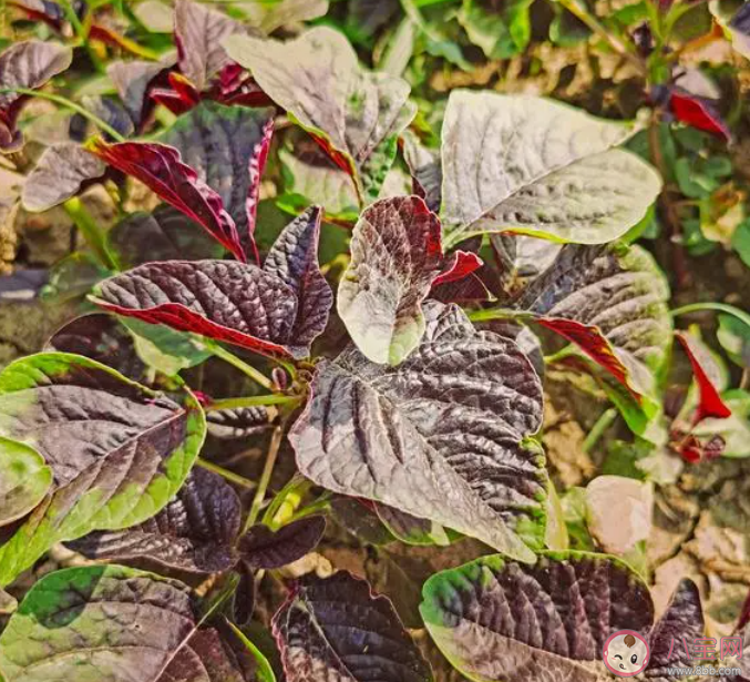 俗話說秋分吃秋菜秋菜通常指的是什么 螞蟻莊園9月23日答案