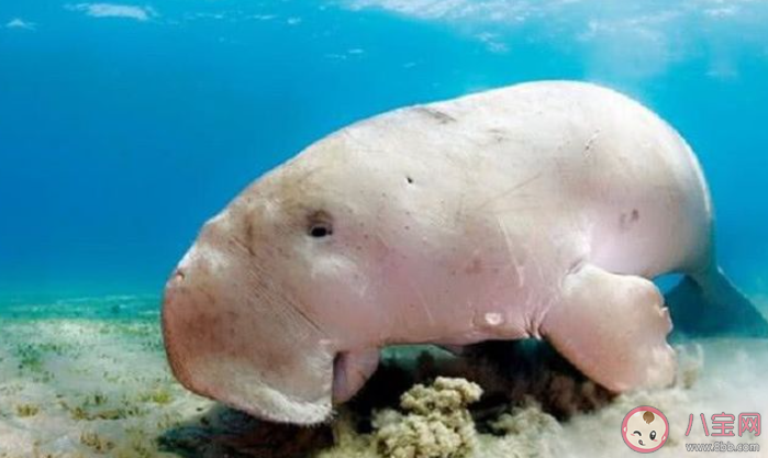 美人魚儒艮愛吃海草它進食時通常是怎么樣吃 神奇海洋9月25日答案 美人魚儒艮愛吃海草它進食時通常是怎么樣吃 神奇海洋9月25日答案