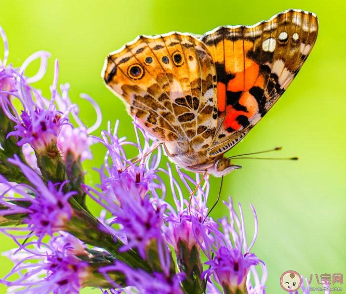 風吹沙蝶戀花千古佳話是什么歌 《卜卦》歌詞歌曲介紹