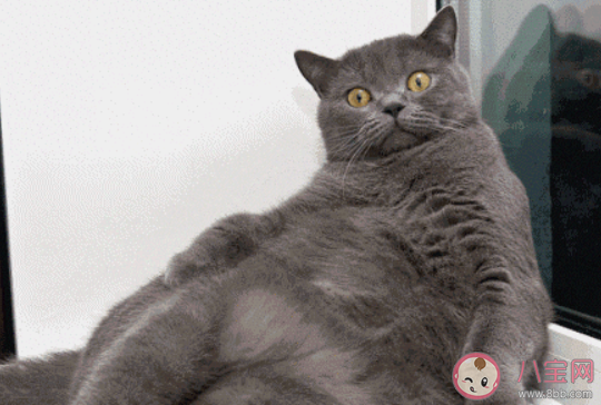 養出易胖體質的原因找到了 易胖體質怎么保持身材