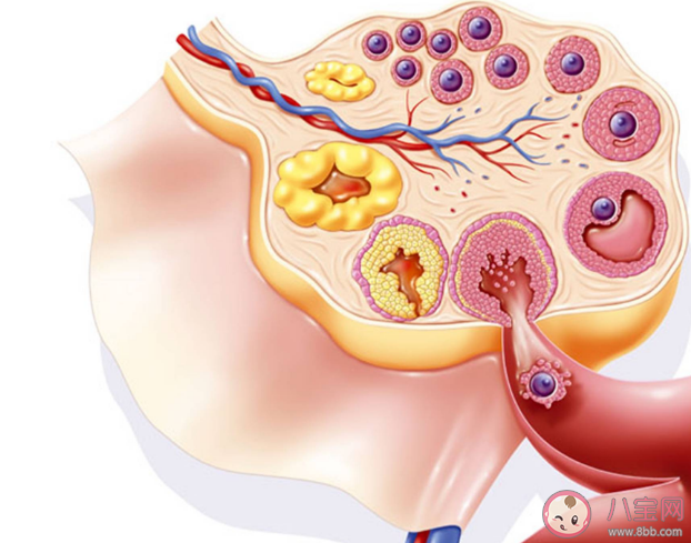 女性400多顆卵子排完就絕經了嗎 女性需要保存多少卵子才能確保懷孕 女性400多顆卵子排完就絕經了嗎 女性需要保存多少卵子才能確保懷孕