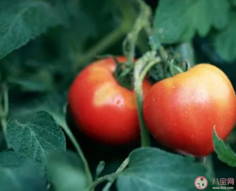 西紅柿生吃和熟吃哪個可以吸收更多的番茄紅素 螞蟻莊園9月28日答案最新