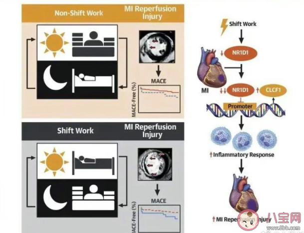 熬夜后的心臟有哪些變化 應該怎樣保護心臟