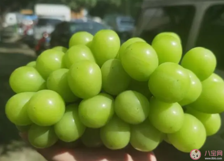 陽光玫瑰不安全是真的嗎 為什么陽光玫瑰越來越便宜 陽光玫瑰不安全是真的嗎 為什么陽光玫瑰越來越便宜