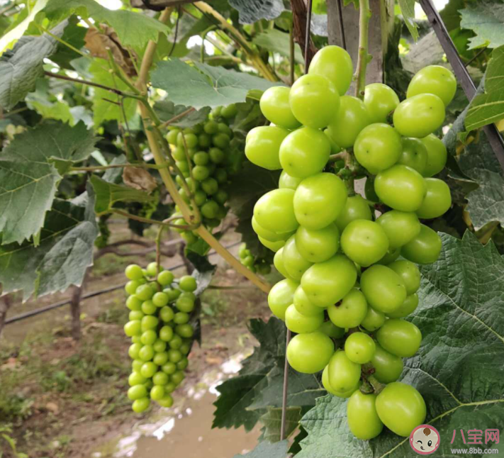 陽光玫瑰不安全是真的嗎 為什么陽光玫瑰越來越便宜 陽光玫瑰不安全是真的嗎 為什么陽光玫瑰越來越便宜