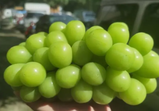 陽光玫瑰不安全是真的嗎 為什么陽光玫瑰越來越便宜