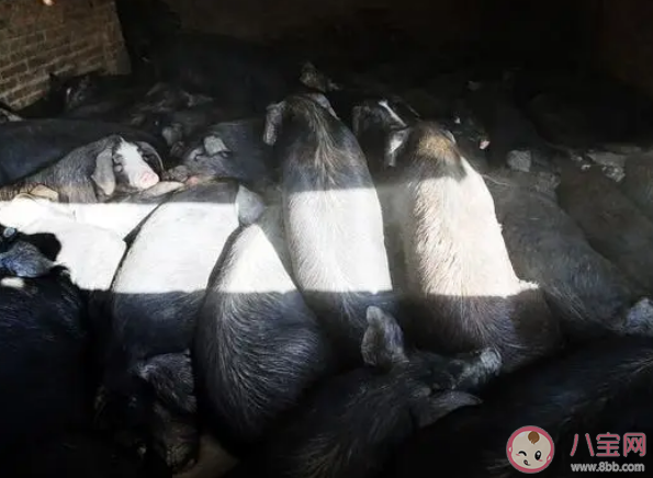 女子花8000元網上云養一頭豬 如何看待云養豬 女子花8000元網上云養一頭豬 如何看待云養豬