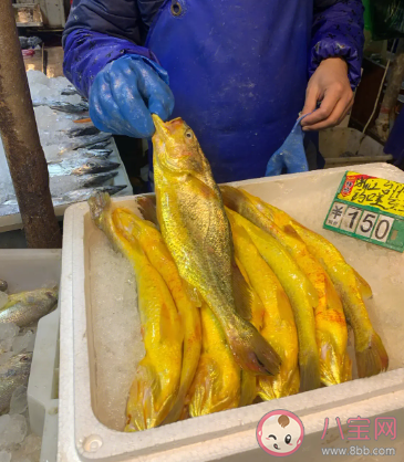 小黃魚長大后就成了大黃魚嗎 神奇海洋10月1日答案 小黃魚長大后就成了大黃魚嗎 神奇海洋10月1日答案