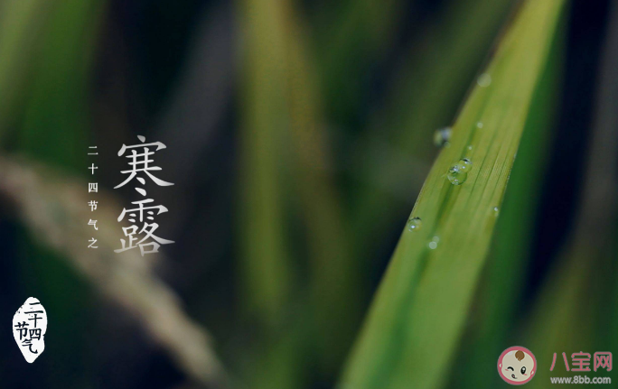 寒露百花凋猜猜哪種花會在寒露時節盛開 螞蟻莊園10月8日答案 寒露百花凋猜猜哪種花會在寒露時節盛開 螞蟻莊園10月8日答案