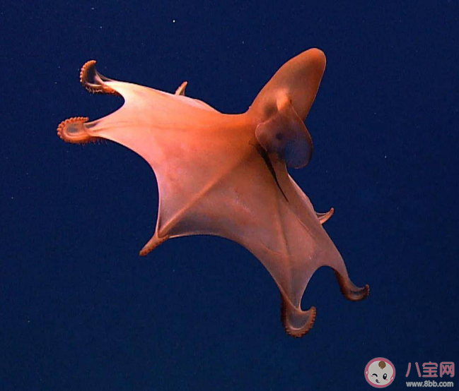 小飛象章魚的大耳朵實際上是它的什么 神奇海洋10月7日答案 小飛象章魚的大耳朵實際上是它的什么 神奇海洋10月7日答案